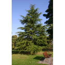 CEDR HIMALAJSKI CEDRUS