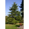 CEDR HIMALAJSKI CEDRUS
