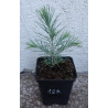 CEDR HIMALAJSKI CEDRUS