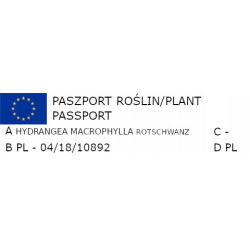 HORTENSJA OGRODOWA Rotschwanz