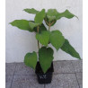 HORTENSJA KOSMATA Macrophylla