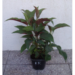 HORTENSJA KOSMATA Rosemery Foster