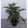 HORTENSJA KOSMATA Rosemery Foster