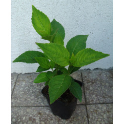 HORTENSJA MARIESII PERFECTA