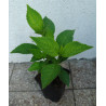HORTENSJA MARIESII PERFECTA