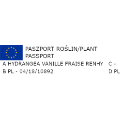 HORTENSJA VANILLIE FRAISE