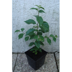 KUDRANIA - Cudrania tricuspidata