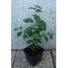 KUDRANIA - Cudrania tricuspidata