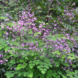 RUTEWKA Lavender Mist