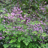 RUTEWKA Lavender Mist