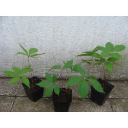 WINOBLUSZCZ Parthenocissus