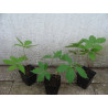 WINOBLUSZCZ Parthenocissus