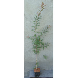 KUFLIK CYTRYNOWY - sadzonki 100cm