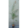 KUFLIK CYTRYNOWY - sadzonki 100cm