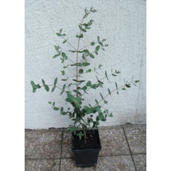 EUKALIPTUS GUNNI NIEBIESKI