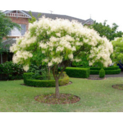 JESION MANNOWY Fraxinus 100 cm