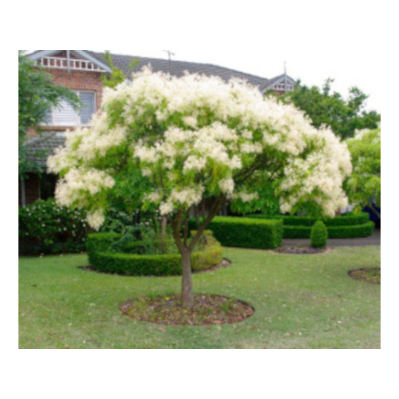 JESION MANNOWY Fraxinus 100 cm