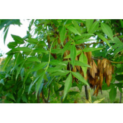 JESION MANNOWY Fraxinus 100 cm