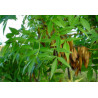JESION MANNOWY Fraxinus 100 cm