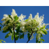 JESION MANNOWY Fraxinus 100 cm