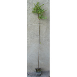 JESION MANNOWY Fraxinus 100 cm