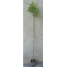 JESION MANNOWY Fraxinus 100 cm
