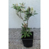 BUDLEJA BUTTERFLY CANDY LITTLE WHITE