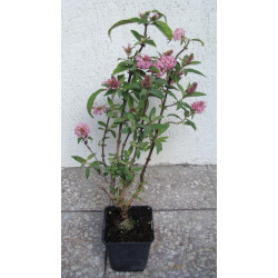 BUDLEJA BUTTERFLY CANDY LITTLE PINK