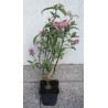 BUDLEJA BUTTERFLY CANDY LITTLE PINK