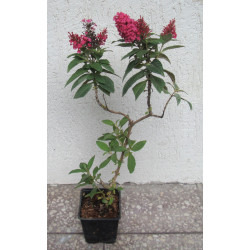 BUDLEJA BUTTERFLY CANDY LITTLE RUBY