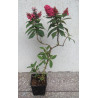 BUDLEJA BUTTERFLY CANDY LITTLE RUBY