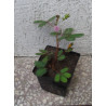 MIMOZA WSTYDLIWA Mimosa