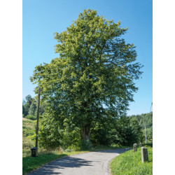 LIPA SZEROKOLISTNA - sadzonki 100cm