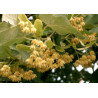 LIPA DROBNOLISTNA Tilia