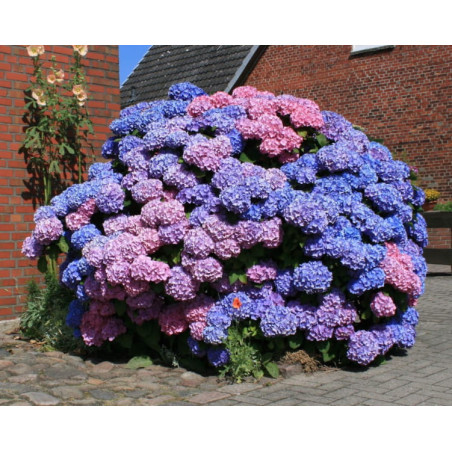 HORTENSJA BOUQUET ROSE