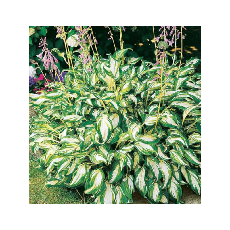 FUNKIA MEDIOVARIEGATA Hosta