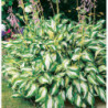 FUNKIA MEDIOVARIEGATA Hosta