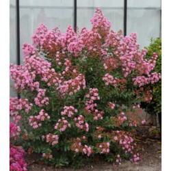 LAGERSTROEMIA EVELINE