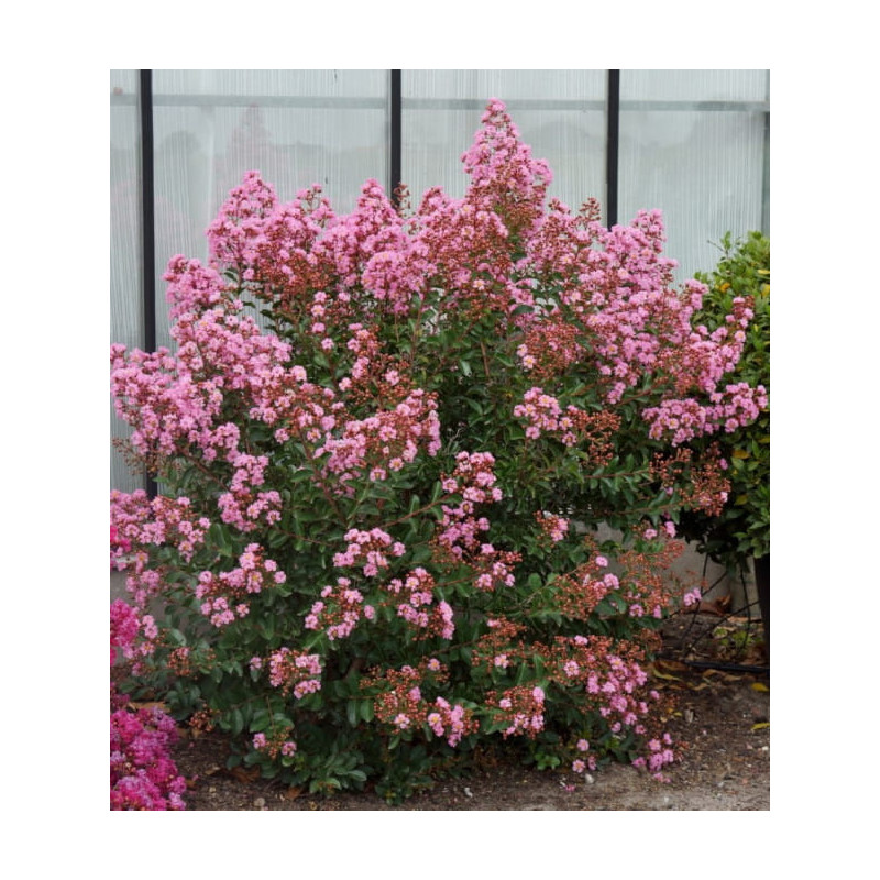 LAGERSTROEMIA EVELINE