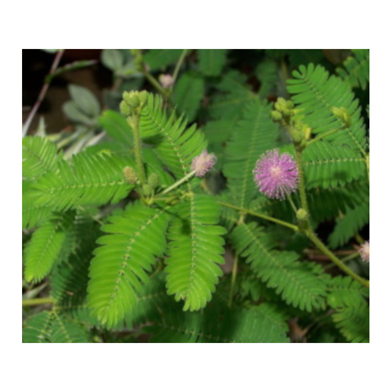 MIMOZA WSTYDLIWA Mimosa