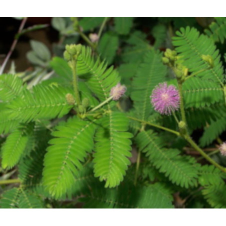 MIMOZA WSTYDLIWA Mimosa