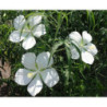KETMIA BYLINOWA ALBIFLORUS