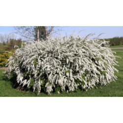 TAWUŁA SZARA GREFSHEIM