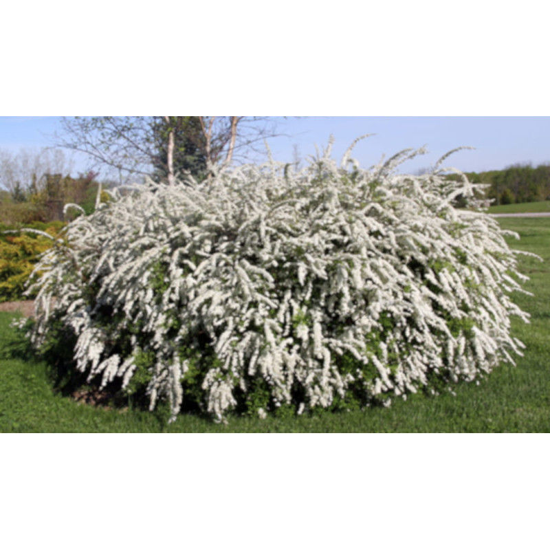 TAWUŁA SZARA GREFSHEIM