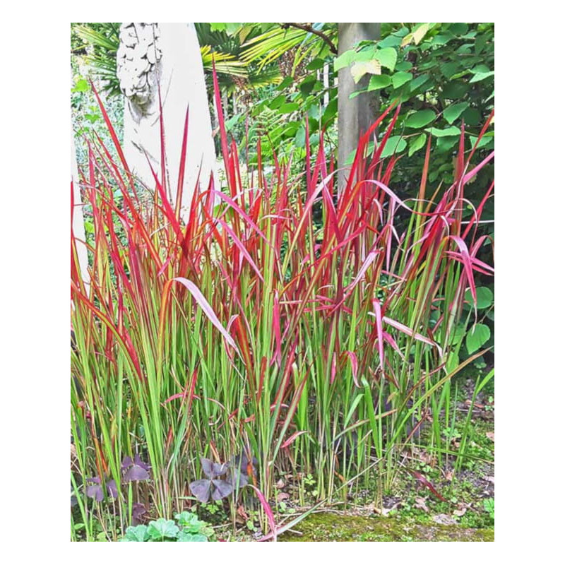 IMPERATA CYLINDRYCZA TRAWA RED BARON