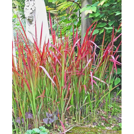 IMPERATA CYLINDRYCZA TRAWA RED BARON