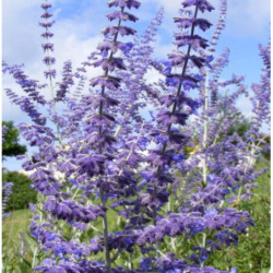 PEROWSKIA ŁOBODOLISTNA Blue Spire