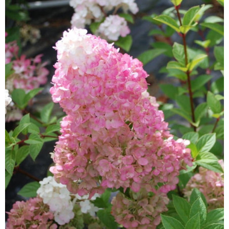 HORTENSJA BUKIETOWA Sundae Fraise