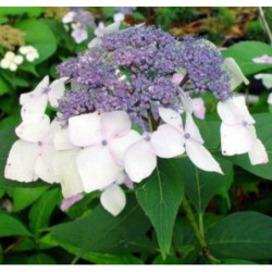 HORTENSJA Mariesii Grandiflora