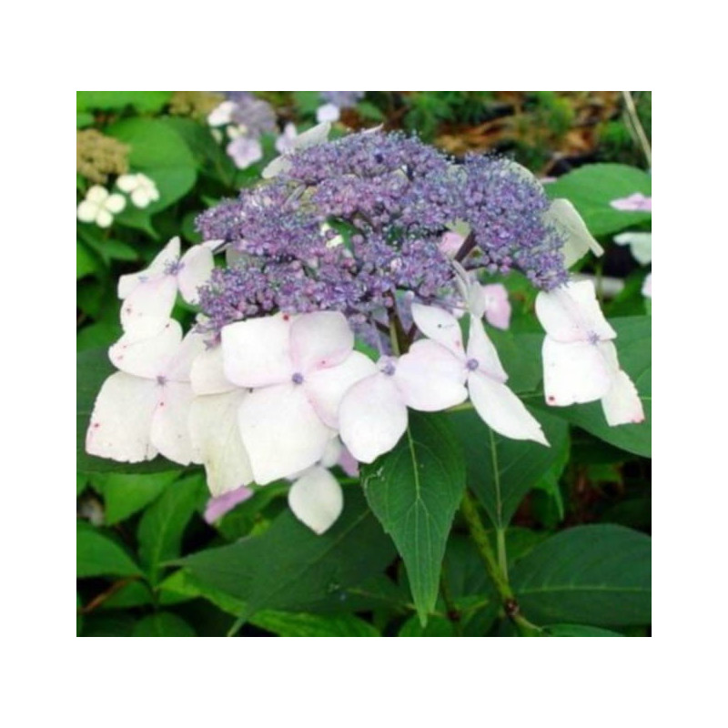 HORTENSJA Mariesii Grandiflora